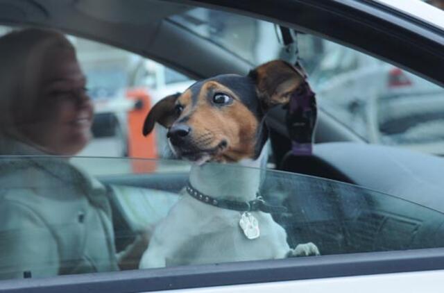 Gyvūnus palieka emigrantai arba melagiai