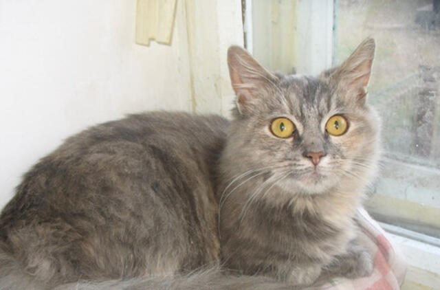 Katė ieško šeimininkų