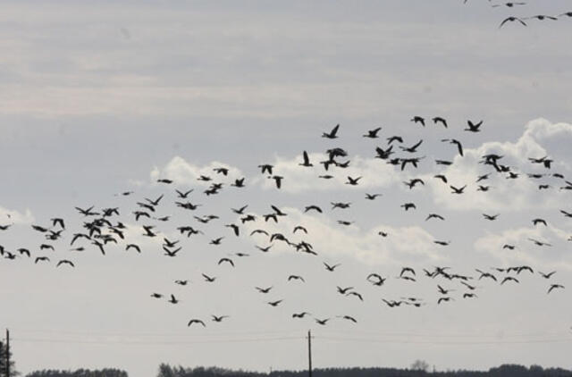 Ornitologai varžėsi paukščių ralyje