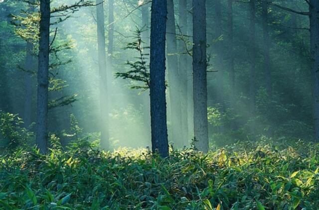 Medžioklė nesuteikia teisės uždrausti žmonėms lankytis miške