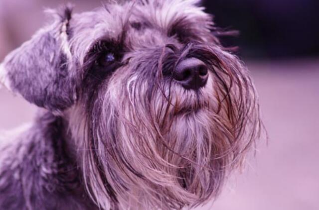 Nugaišo didžiausias pasaulyje šuo