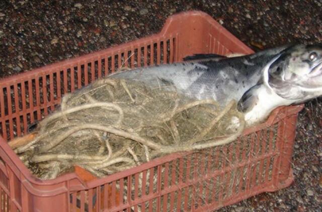 Nuo spalio 16-osios nebegalima žvejoti lašišų ir šlakių