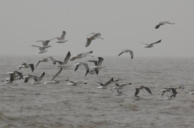Pamaryje vyksta paukščių stebėtojų ralis