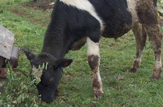 Senolė ganykloje pasigedo veršiuko