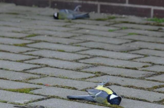 "Stiklainių" langai vėl žudo paukščius