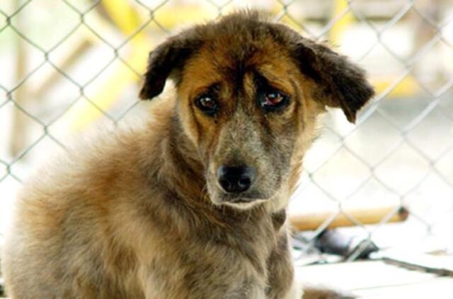 Už kirviu užkapotą šunį - 520 Lt bauda