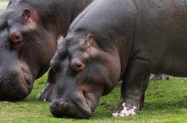 Į Zoologijos sodą Kaune skraidinamas potencialus jaunikis