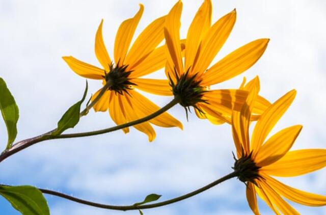 Kauno botanikos sodas supažindina su energiniais augalais