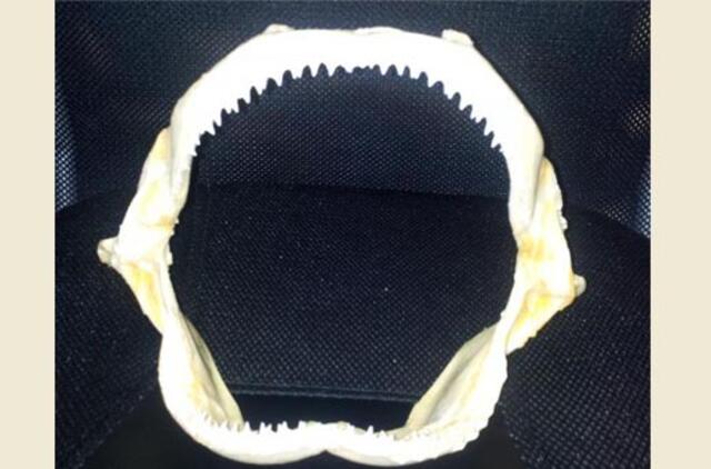 Prekyba ryklio nasrais - beveik detektyvinė istorija