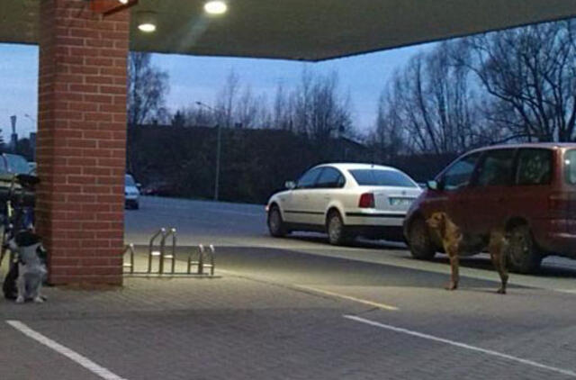 Trys šunys gąsdino prekybos centro lankytojus