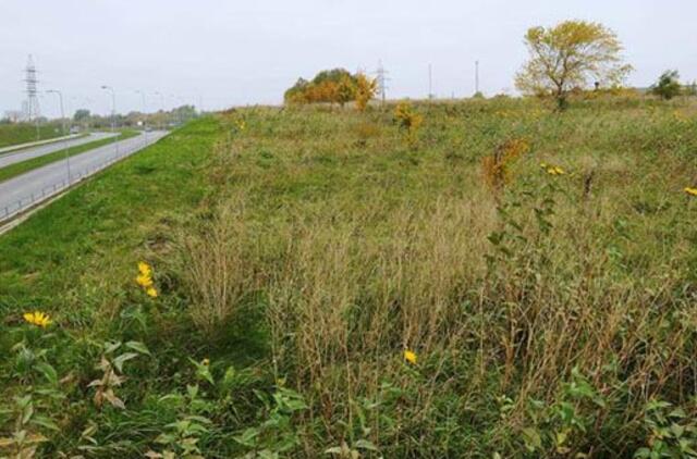 Valstybinė žemė sulaukė nemažo susidomėjimo