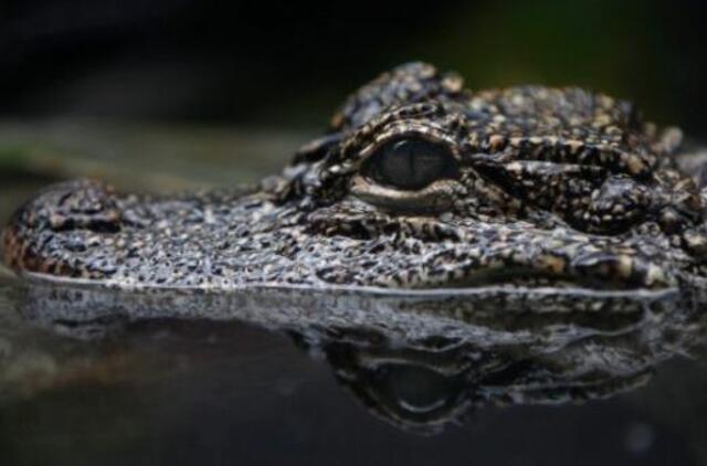 Amerikietis mėgino sumokėti už alų aligatoriumi