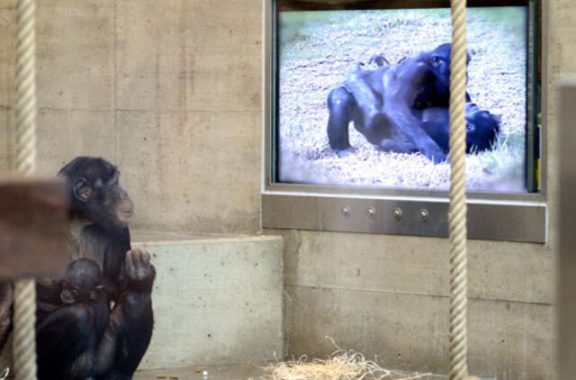 Bonobos Vokietijos zoologijos sode turi naujus plokščiaekranius televizorius