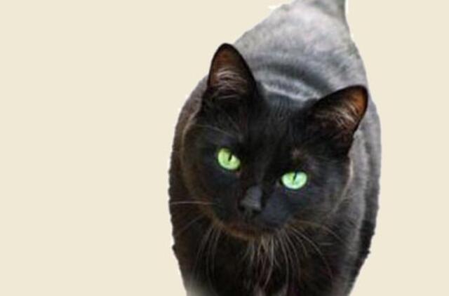 Dėl pagalbos katei italė stos prieš karo tribunolą