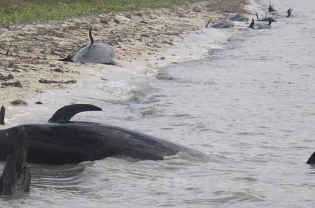 Floridoje nugaišo dešimt ant seklumos užplaukusių delfinų
