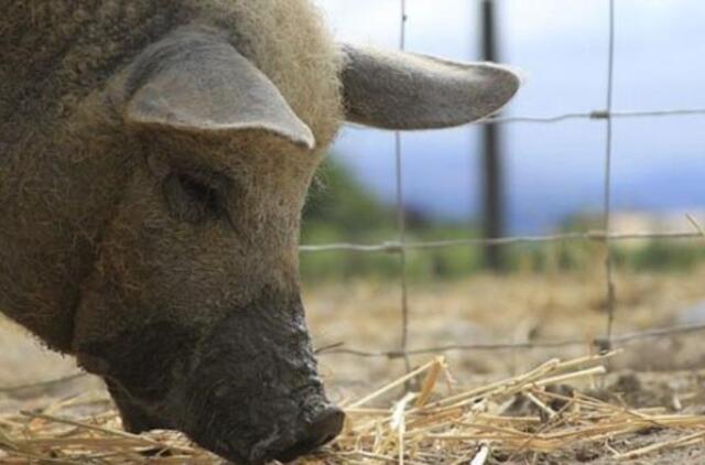 Fukušimos regioną apgulė gauruotos kiaulės