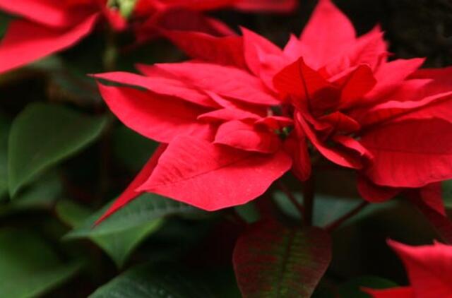 Italijoje mafijos nariai sulaikyti už kalėdinį reketą