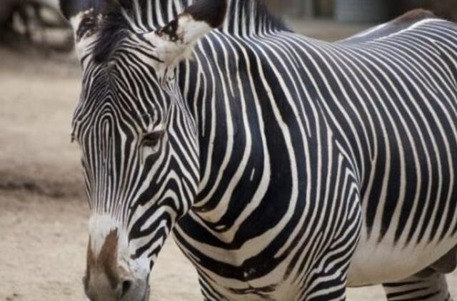 Kaip zebrai sukuria "kirpyklos stulpo" efektą