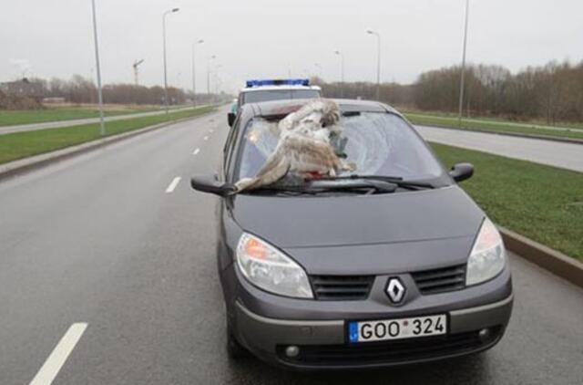 Į automobilį atsitrenkusi gulbė nugaišo