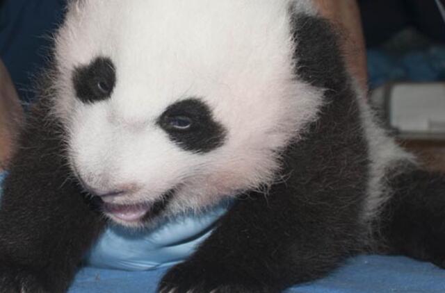 Vašingtone pakrikštytas zoologijos sodo pasididžiavimas - pandos jauniklė Bao Bao