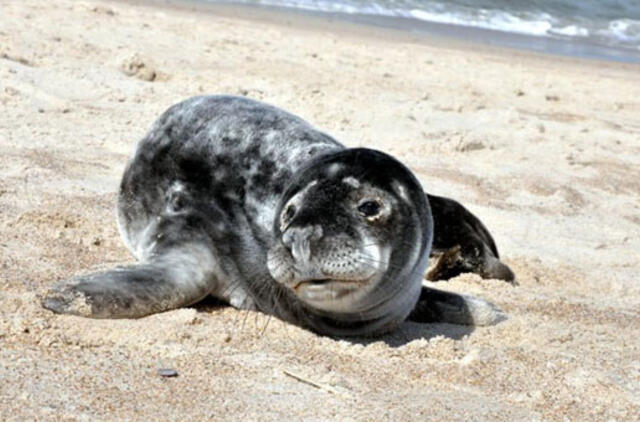 Auganti pilkųjų ruonių populiacija ne tik džiugina