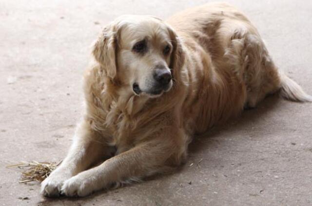 Būti kraujo donoru tinkamas ne kiekvienas šuo