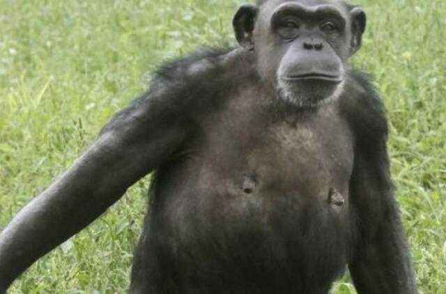Eksperimentas: kaip šimpanzės vadovauja žmogui, ieškančiam maisto