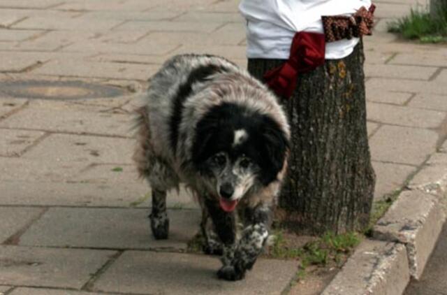 Gargžduose žuvo klebono šuo