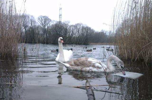 Klaipėdos penktadienis, sausio 3-ioji