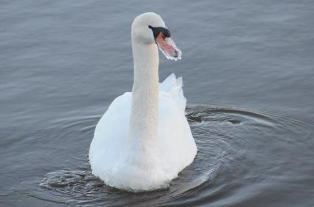 Klaipėdos pirmadienis, sausio 20-oji