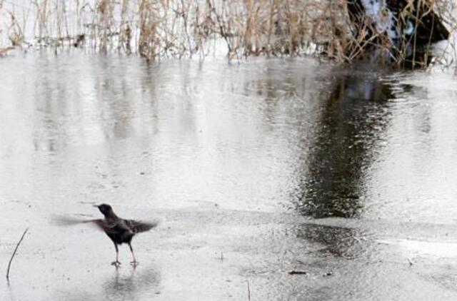 Kylantis vanduo gali apsemti kelią Šilutė-Rusnė