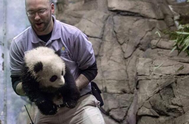 Vašingtono zoologijos sode pasverta 4 mėnesių panda Bao Bao