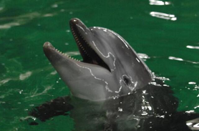 Delfinai į pajūrį grąžino šilumą