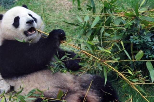 Ko pandos negali daryti dėl būtinybės ėsti?