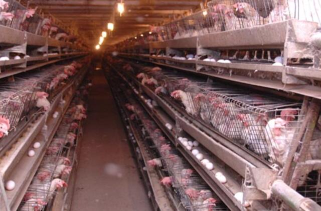 Paukštyne vištas krovė nelegalūs darbuotojai