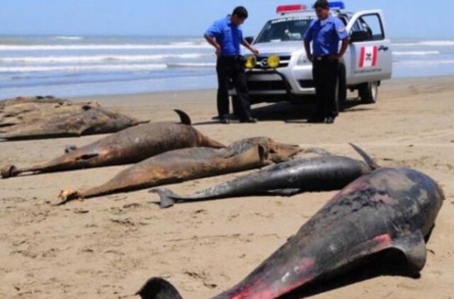 Peru pakrantėje mįslingai žuvo pusė tūkstančio delfinų