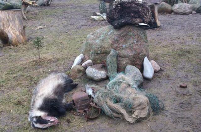 Tik nubaustas, brakonierius vėl statė kilpas