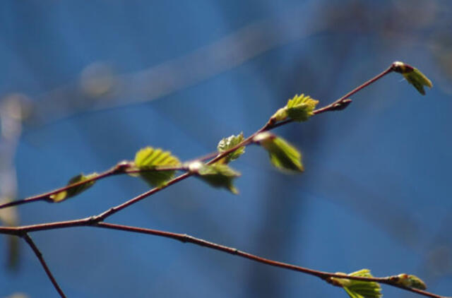 17 laipsnių šiluma džiaugsimės tik vieną dieną