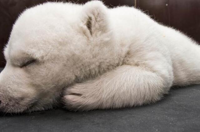 Absurdiškiausi pasaulyje įstatymai