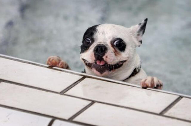 Ar tikrai šuns protas kaip 2 metų vaiko?