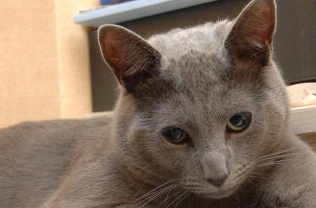 Kaip katinai žadina savo šeimininkus?