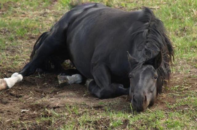 Klaipėdos rajone ugniagesiai gelbėjo įstrigusį arklį