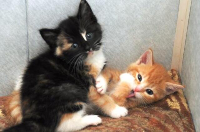 Klaipėdos senjorai kates galės kastruoti pigiau