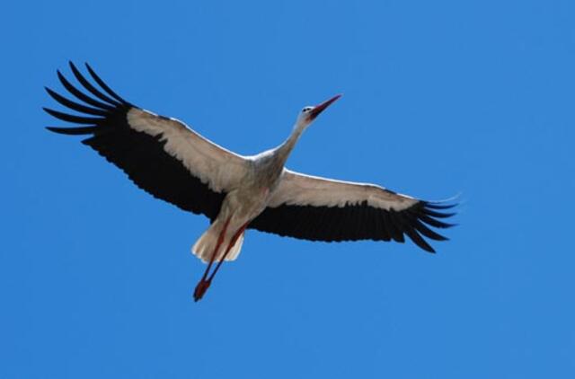 Naujovių orai neatneš