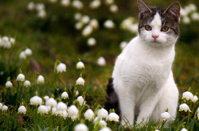 Orai: vis labiau kvepės pavasariu