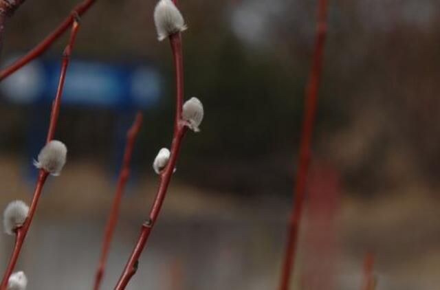 Sinoptikai: antradienį oras kvepės pavasariu