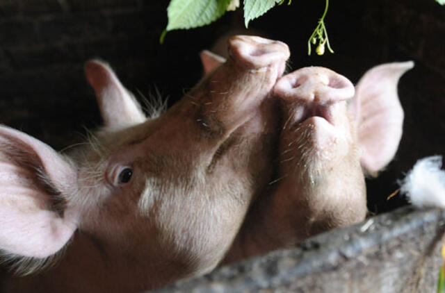 Vis dar deramasi su ES dėl nuostolių kompensavimo kiaulių augintojams