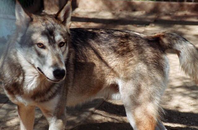 Žvėrinčiuje laukiama vilkiukų vada keliaus į Ispaniją