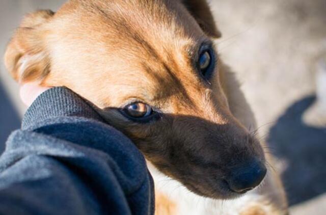 Apie kalytes ir nemokamą sterilizaciją