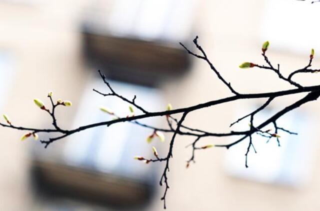 Artėjant Šv. Velykų savaitgaliui orai šils